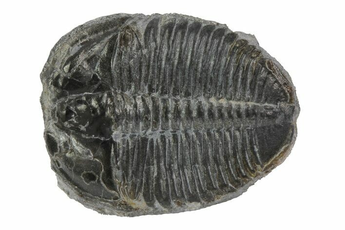 Elrathia Trilobite Fossil - Utah #79008